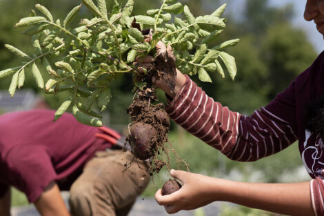 A student picks a potato at LaFarm.