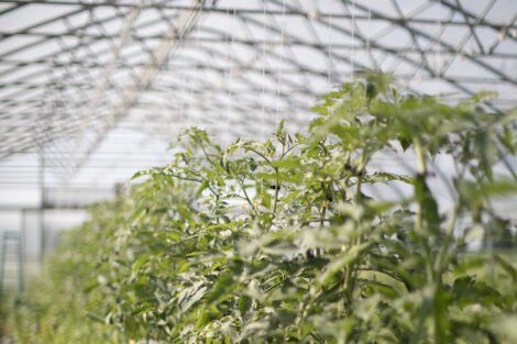 The greenhouse in LaFarm.