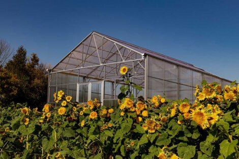 A green house at LaFarm, surrounded by sunflowers.
